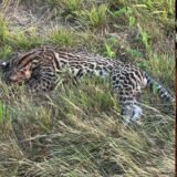 Jaguatirica é encontrada morta às margens da BR-316 em Santa Maria do Pará
