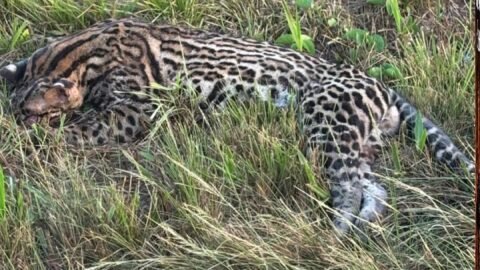 Jaguatirica é encontrada morta às margens da BR-316 em Santa Maria do Pará