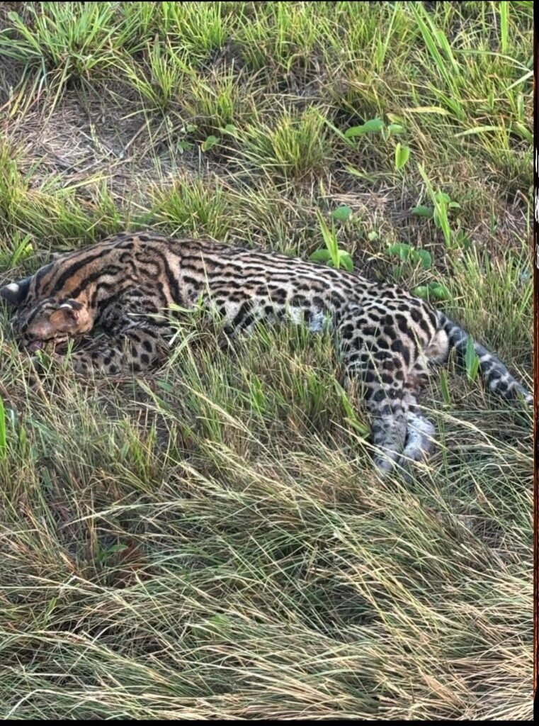 Jaguatirica é encontrada morta às margens da BR-316 em Santa Maria do Pará