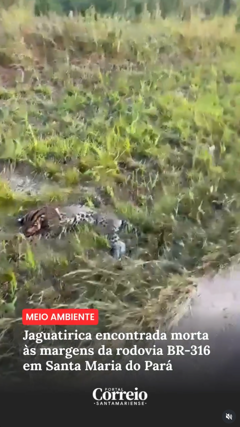 Jaguatirica é encontrada morta as margens da BR-316